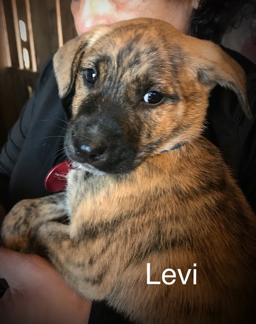 Levi