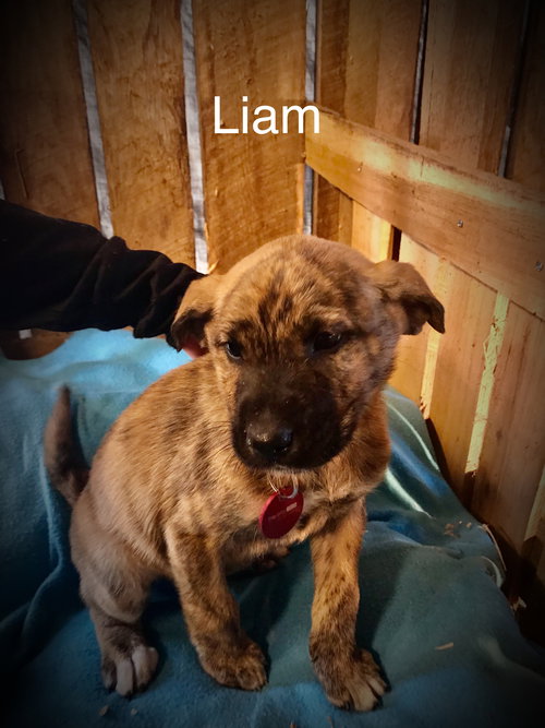 Liam