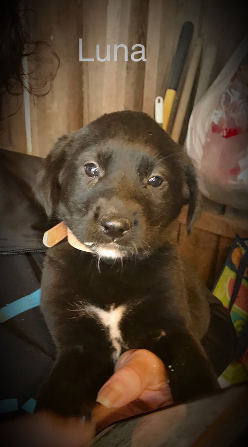 Luna