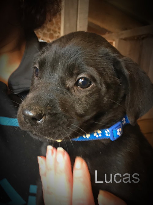 Lucas
