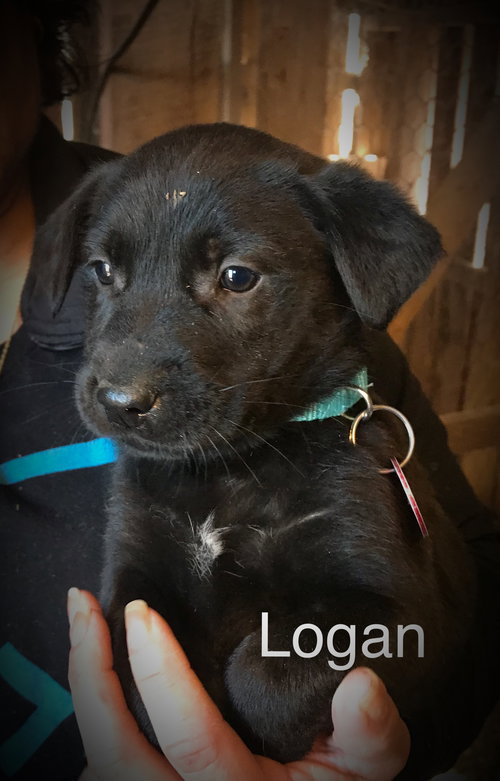 Logan