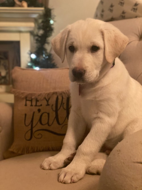 Rocco