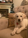 Rocco
