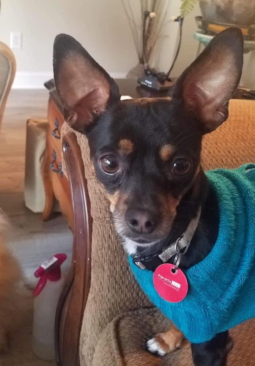 Pepper