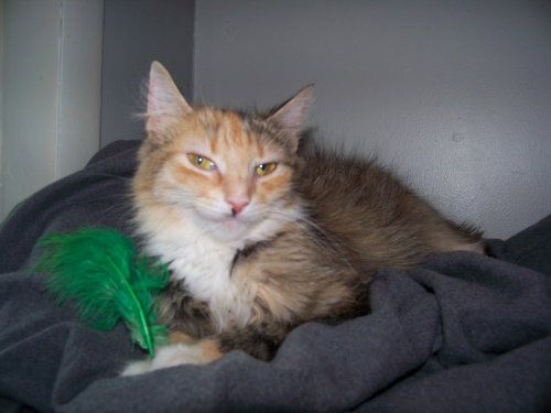 Tiggy  -NS