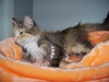 Tiggy  -NS