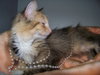 Tiggy  -NS