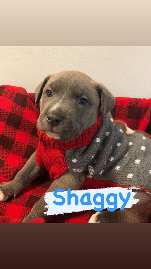Shaggy