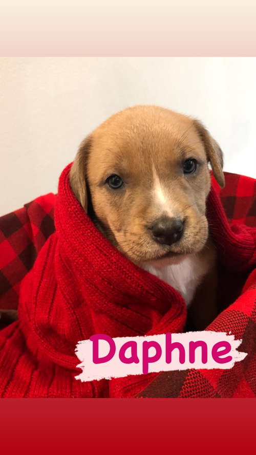 Daphne