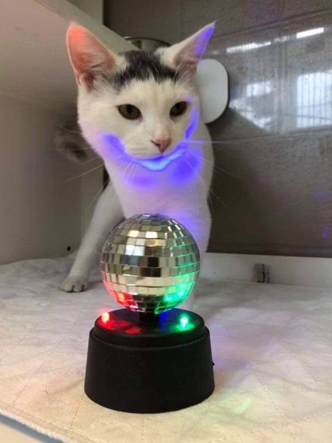 Elvis
