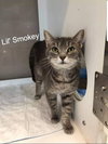 Lil Smokey
