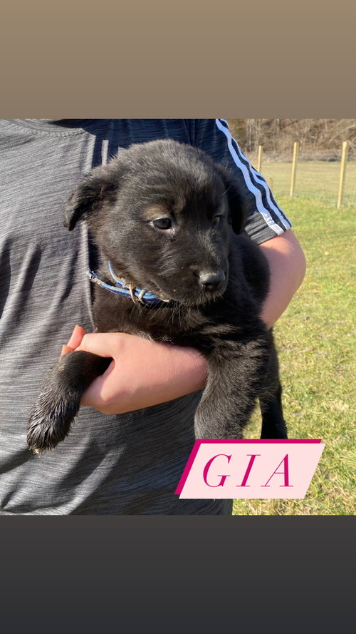 Gia