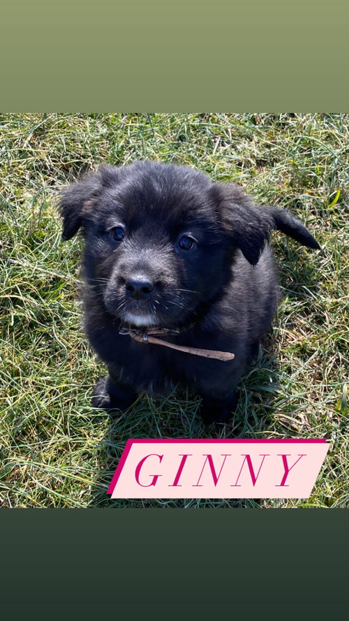 Ginny