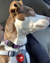 Heidi