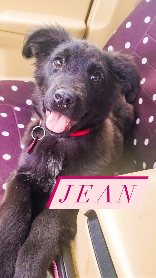 Jean