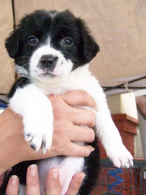 Della