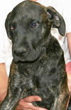Fred