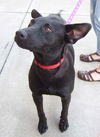 Sadie