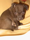 Little Lola Lopp