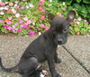 Little Lola Lopp