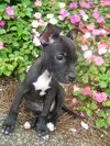 Little Lola Lopp