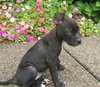 Little Lola Lopp
