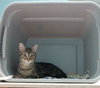 Jethro