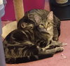 Jethro