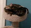 Jethro