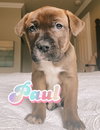 Paul