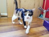 Cassandra