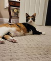 Cassandra