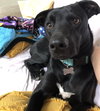 Finley