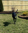 Finley