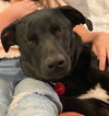 Finley
