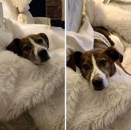 OLLIE - Cattle Dog available for adoption