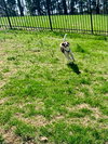 Ollie