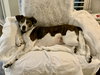Ollie - Photo 4