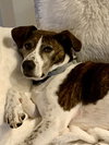 Ollie - Photo 3
