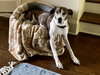 Ollie - Photo 1