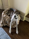 Ollie - Photo 2