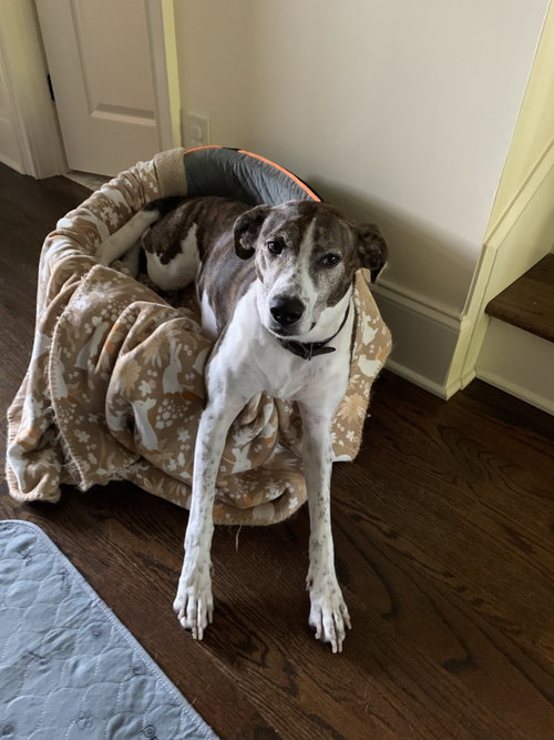OLLIE - Cattle Dog available for adoption