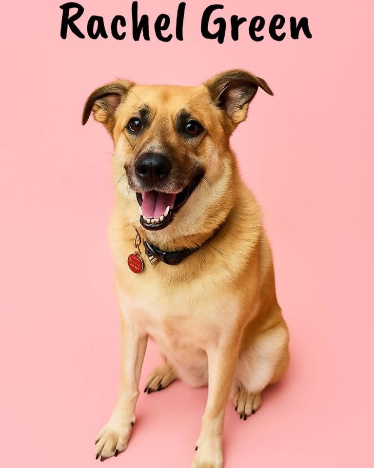 adoptable Dog in Springfield, TN named Rachel Green