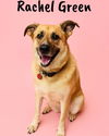 adoptable Dog in springfield, TN named Rachel Green
