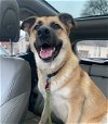 adoptable Dog in , TN named Nymeria