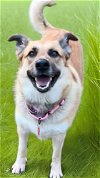 adoptable Dog in nashville, IL named Rachel Green
