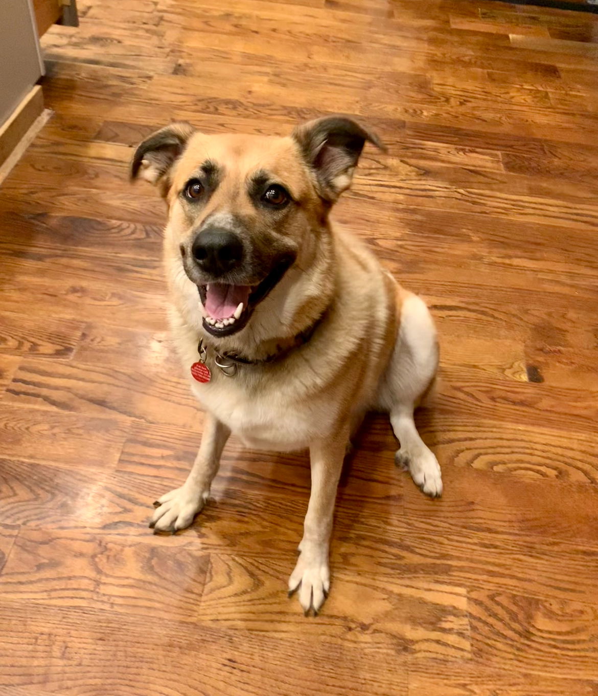 adoptable Dog in Springfield, TN named Rachel Green