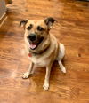 adoptable Dog in , TN named Rachel Green