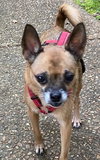 Roxy Lou