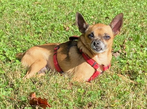 Roxy Lou